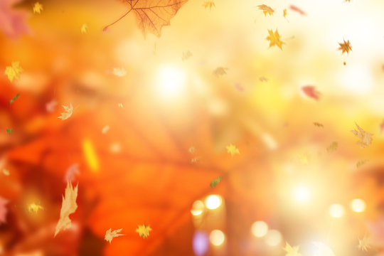 autumn leaves nature background
