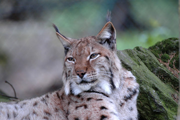 Naklejka na ściany i meble Luchs (Lynx lynx), Captive, Deutschland, Europa