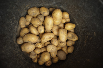 Freshly harvested potatoes