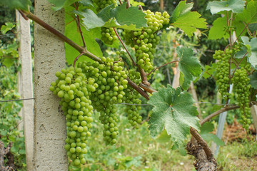 Green grapes on a vine