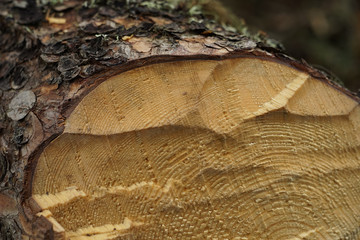 Pine tree log with chopping marks