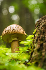 Mushroom in the forest close up