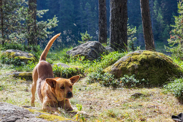 Dog stretching in the forest