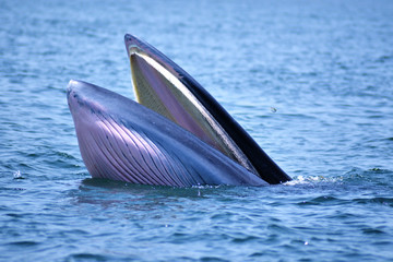 Fototapeta premium Bryde's whale in the Gulf of Thailand It is registered with the Department of Marine Resources.