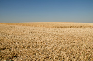 harvesting wheat under the blue sky
