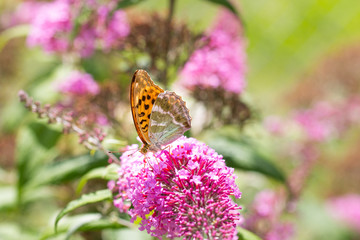 Silver-washed Fritillary or Argynnis paphia