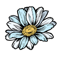 Ink daisy flower line graphic sketch