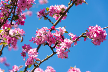 beautiful, blooming tree with pink petals