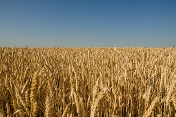 ears of wheat on a wheat field