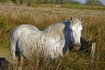 Cheval camarguais