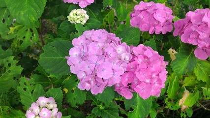 garden of hydrangea
