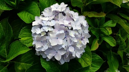 garden of hydrangea