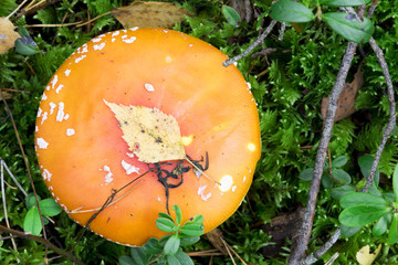 Mushrooms in the wood, nature background