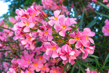 pink flowers of oleander