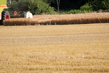 Fototapeta na wymiar Harvest in autumn
