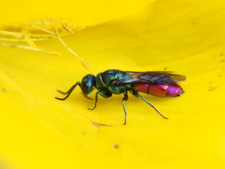 The colorful cuckoo wasp ruby-tailed Chrysis ignita sitting in a yellow flower
