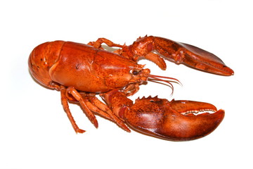 Cooked red lobster isolated on white background
