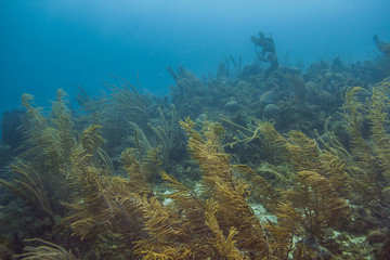 Fototapeta na wymiar Atlantic ocean reef