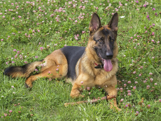 German shepherd play in the summer park