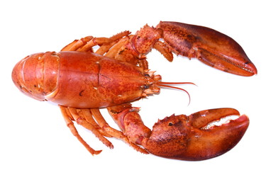 Cooked red lobster isolated on white background