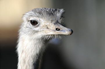 Emu (Dromaius novaehollandiae), Captive, Frankreich, Europa