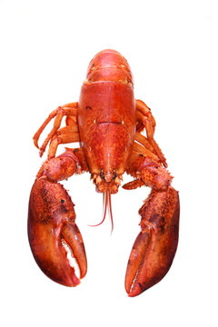 Cooked red lobster isolated on white background