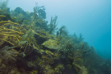 Large coral reef