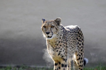 Gepard (Acinonyx jubatus), Captive, Bayern, Deutschland, Europa