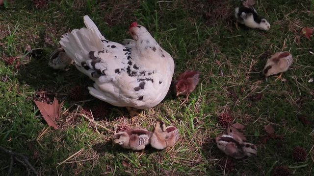 Adorable and little chick on the green grass, close up video
