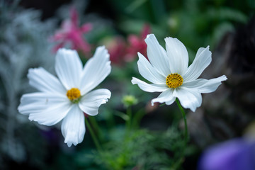 Fleur de cosmos blanche dans le jardin au printemps
