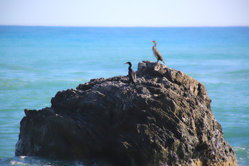 Fototapeta na wymiar Cormorant On a Rock