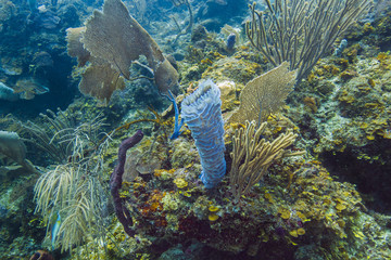 Growing Giant Barrel Sponge