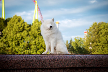 Proud Samoyed sitting in the Park carousels