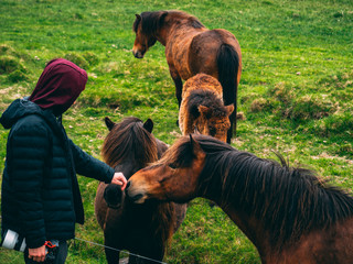 guy with camera putting his hand out to an icelandic horse. beautiful iceland horse