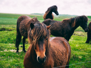 Fototapeta premium close up of iceland horse with beatiful hair watching into the camera