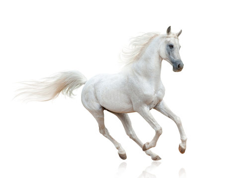 Fototapeta Snow white arabian stallion isolated