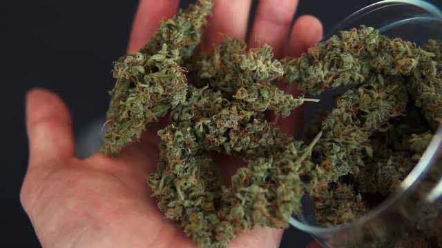Hand comes into frame and picks up a handful of marijuana buds spilled from jar.
