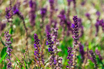Lavender on the background of green grass