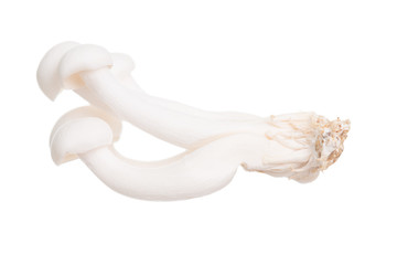 White beech mushrooms or Shimeji mushroom on white background