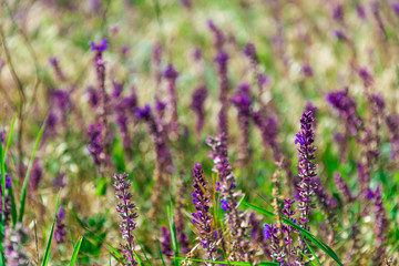 Lavender on the background of green grass