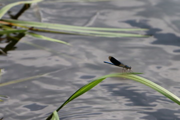 blue dragon fly