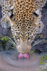 Naklejka premium Leopard drinking water close up, African Wildlife