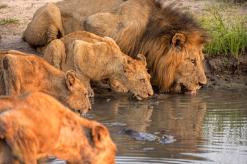 Pride of Lions At Watering Hole