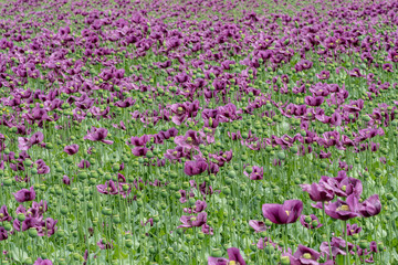 Obraz premium Purple poppy blossoms in a field. (Papaver somniferum). Poppies, agricultural crop.