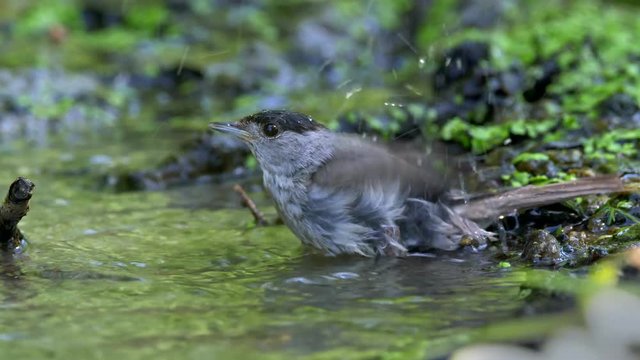 Eurasian blackcap (Sylvia atricapilla) bathing
