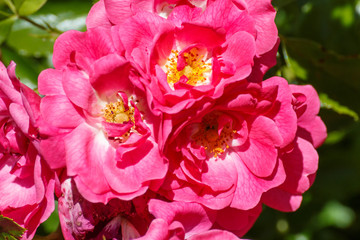 Fototapeta premium Fleurs de roses anciennes roses 