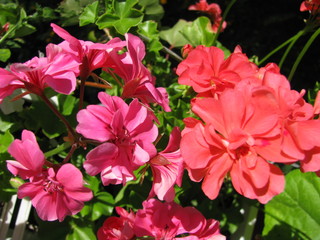 Mix of two sorts of pelargonium