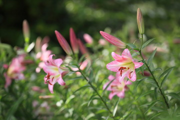 Fototapeta premium 草原に咲いたピンクのユリ
