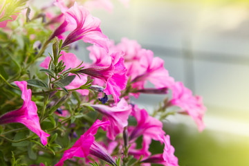 Beautiful pink petunia flowers (Petunia hybrida) in garden soft focus 