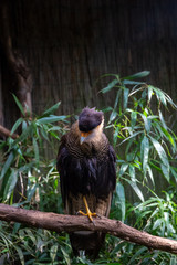 series of photos depicting various species of birds and amphibians.